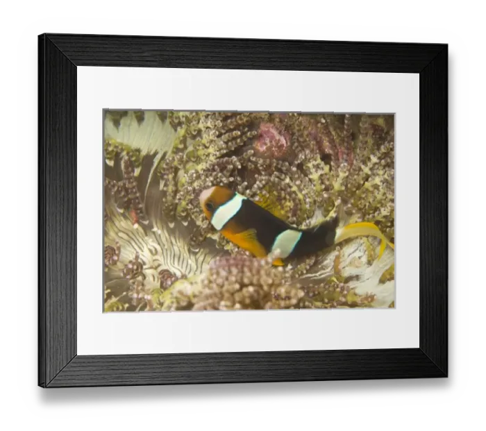 Framed Print : Asia, Philippines Framed Print : Asia, Philippines