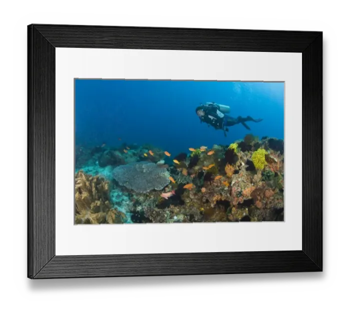Framed Print : Scuba Diver at Apo Island, 10km from Dumaguete, capital of Negro Oriental Island