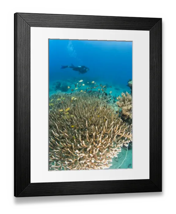 Framed Print : Scuba Diver at Apo Island, 10km from Dumaguete, capital of Negro Oriental Island