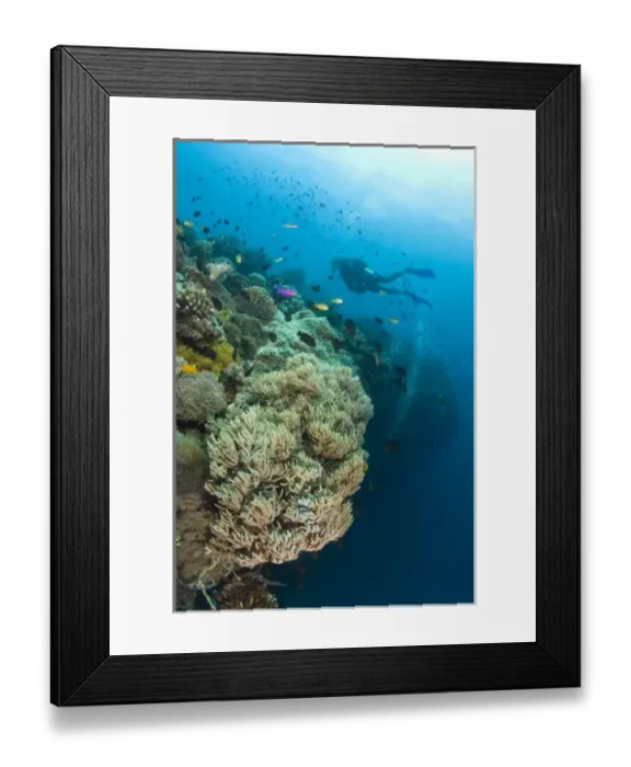 Framed Print : Scuba Diver at Apo Island, 10km from Dumaguete, capital of Negro Oriental Island Framed Print : Scuba Diver at Apo Island, 10km from Dumaguete, capital of Negro Oriental Island