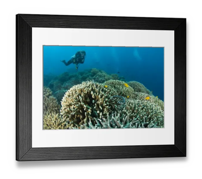 Framed Print : Scuba Diver & Sea Snake (Laticauda colubrina) at Apo Island, 10km from Dumaguete Framed Print : Scuba Diver & Sea Snake (Laticauda colubrina) at Apo Island, 10km from Dumaguete