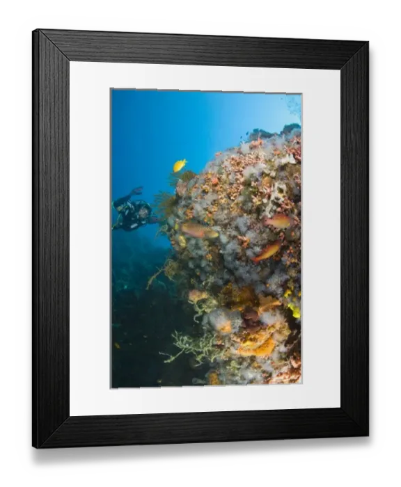 Framed Print : Scuba Diver at Apo Island, 10km from Dumaguete, capital of Negro Oriental Island Framed Print : Scuba Diver at Apo Island, 10km from Dumaguete, capital of Negro Oriental Island