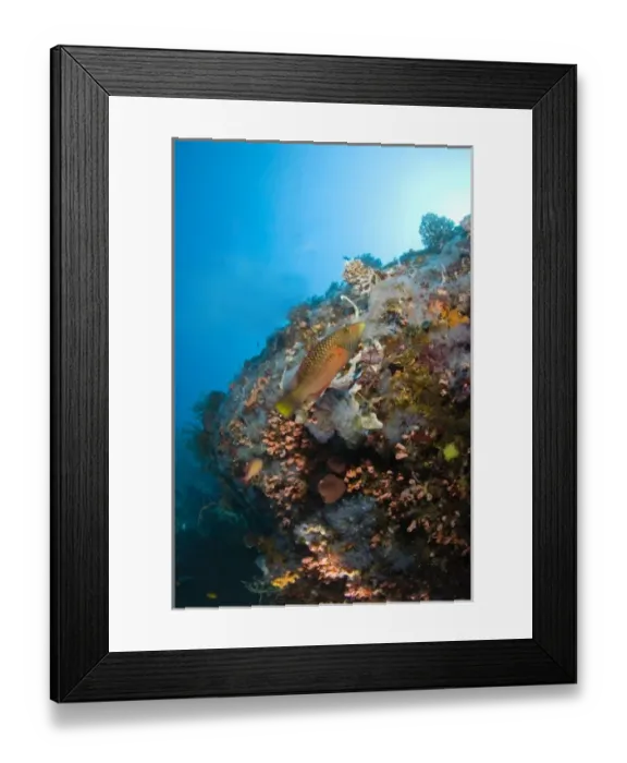 Framed Print : juvenile wrasse, Scuba Diving at Apo Island, 10km from Dumaguete, capital of Negro Oriental Island Framed Print : juvenile wrasse, Scuba Diving at Apo Island, 10km from Dumaguete, capital of Negro Oriental Island