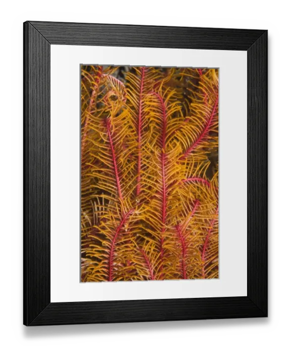 Framed Print : Feather Star Detail, Puerto Gallera, Philippines, SE Asia