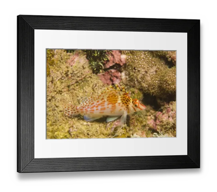 Framed Print : Unknown. Dwarf Hawkfish (Cirrhitichthys falco), Puerto Gallera, Philippines, S.E. Asia Framed Print : Unknown. Dwarf Hawkfish (Cirrhitichthys falco), Puerto Gallera, Philippines, S.E. Asia