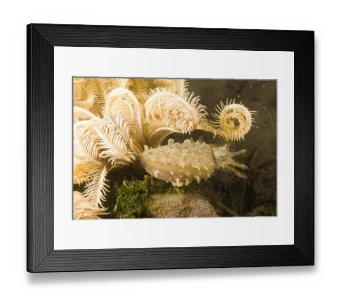 Framed Print : Asia, Philippines Framed Print : Asia, Philippines