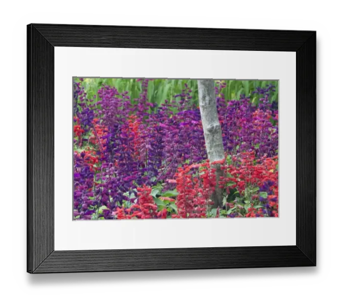 Framed Print : Asia; Singapore; Singapore Zoo