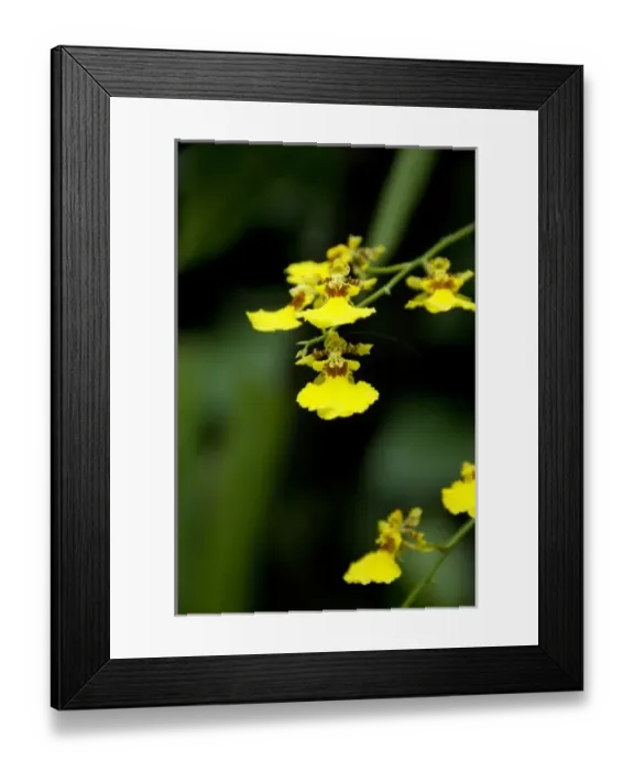 Framed Print : Singapore (Sanskrit for Lion City). National Orchid Garden located within the Botanic Gardens Framed Print : Singapore (Sanskrit for Lion City). National Orchid Garden located within the Botanic Gardens