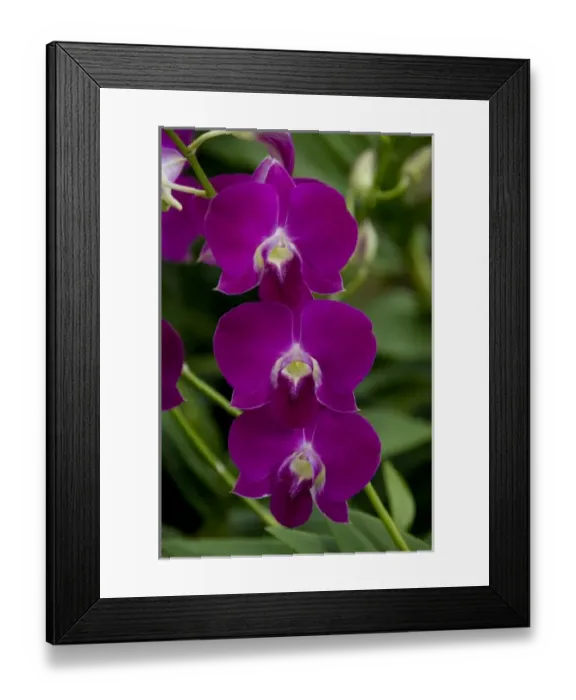Framed Print : Singapore (Sanskrit for Lion City). National Orchid Garden located within the Botanic Gardens Framed Print : Singapore (Sanskrit for Lion City). National Orchid Garden located within the Botanic Gardens