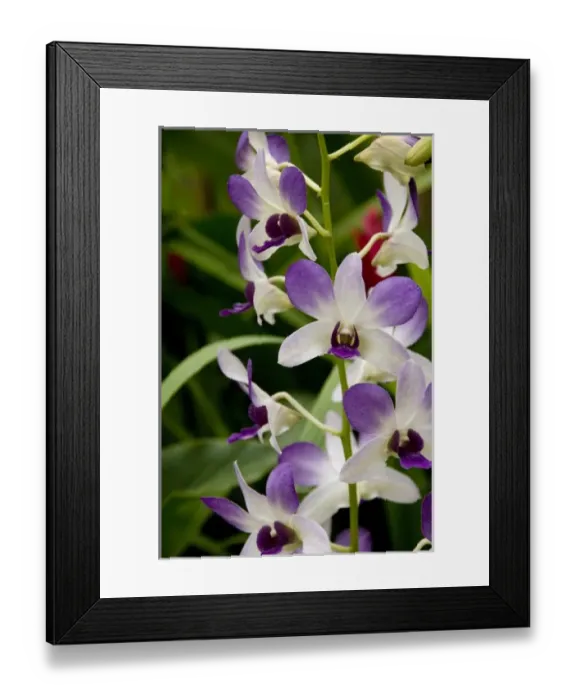 Framed Print : Asia, Singapore