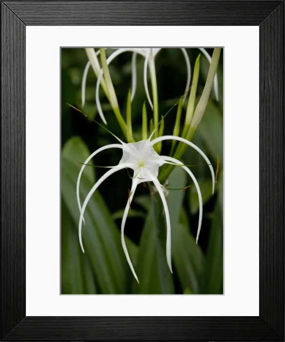 Framed Print : Asia, Singapore Framed Print : Asia, Singapore
