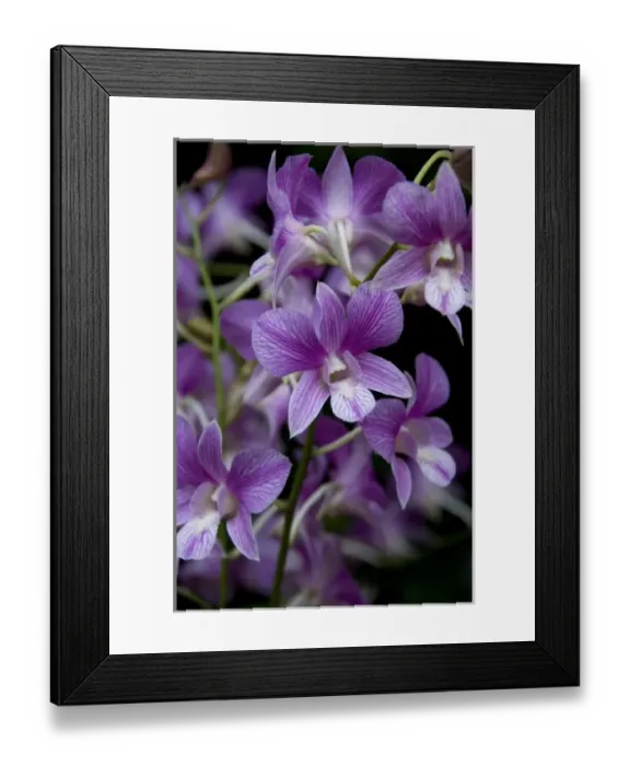 Framed Print : Singapore (Sanskrit for Lion City). National Orchid Garden located within the Botanic Gardens Framed Print : Singapore (Sanskrit for Lion City). National Orchid Garden located within the Botanic Gardens