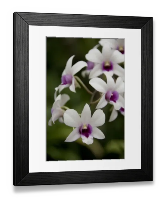 Framed Print : Singapore (Sanskrit for Lion City). National Orchid Garden located within the Botanic Gardens Framed Print : Singapore (Sanskrit for Lion City). National Orchid Garden located within the Botanic Gardens