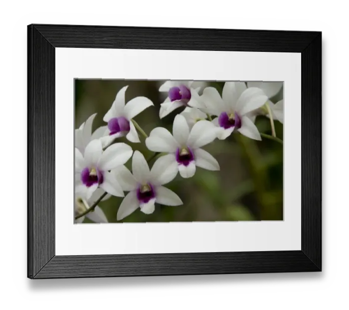 Framed Print : Asia, Singapore Framed Print : Asia, Singapore
