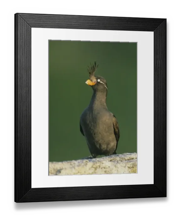 Framed Print : Crested Auklet, (Aethia cristatella), portrait, Talan Island, near Magadan, Sea of Okhotsk, Russia Framed Print : Crested Auklet, (Aethia cristatella), portrait, Talan Island, near Magadan, Sea of Okhotsk, Russia