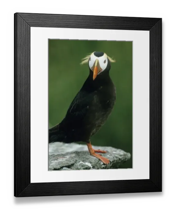 Framed Print : Tufted Puffin (Fratercula cirrhata) Adult in summer, Talan Island, Sea of Okhotsk, RUSSIA