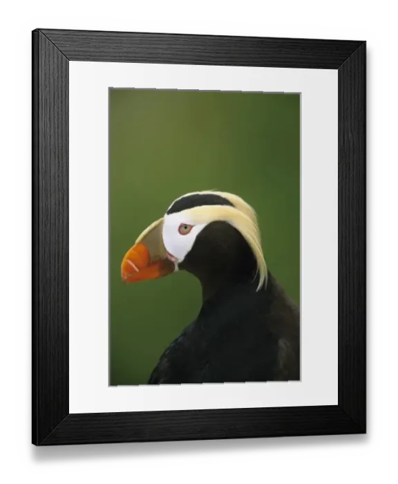 Framed Print : Tufted Puffin; (Fratercula cirrhata); Summer Adult, Talan Island, Sea of Okhotsk, RUSSIA