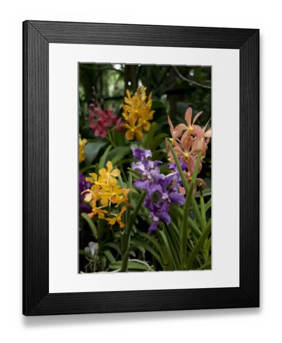 Framed Print : Singapore (Sanskrit for Lion City). National Orchid Garden located within the Botanic Gardens Framed Print : Singapore (Sanskrit for Lion City). National Orchid Garden located within the Botanic Gardens