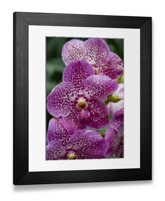 Framed Print : Singapore (Sanskrit for Lion City). National Orchid Garden located within the Botanic Gardens Framed Print : Singapore (Sanskrit for Lion City). National Orchid Garden located within the Botanic Gardens
