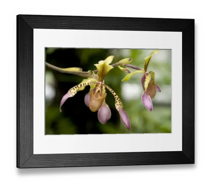 Framed Print : Asia, Singapore Framed Print : Asia, Singapore