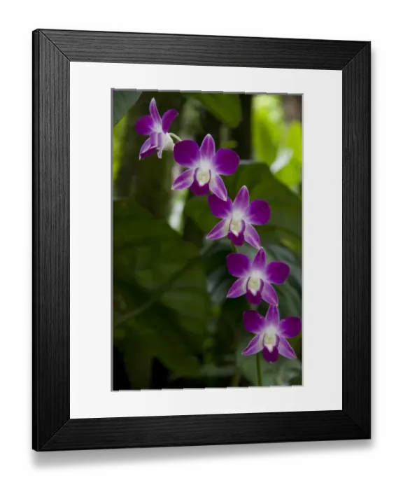 Framed Print : Singapore (Sanskrit for Lion City). National Orchid Garden located within the Botanic Gardens Framed Print : Singapore (Sanskrit for Lion City). National Orchid Garden located within the Botanic Gardens