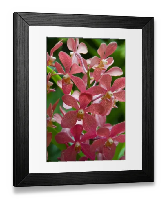 Framed Print : Singapore (Sanskrit for Lion City). National Orchid Garden located within the Botanic Gardens Framed Print : Singapore (Sanskrit for Lion City). National Orchid Garden located within the Botanic Gardens