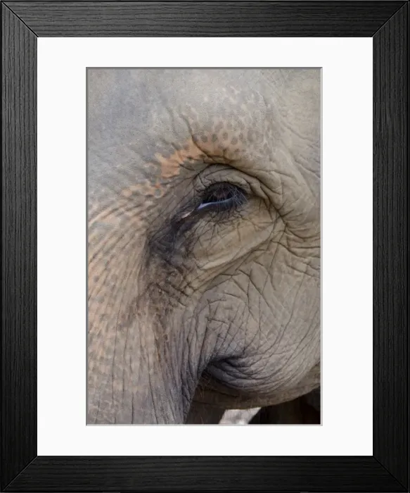 Framed Print : Sri Lanka, Pinnawala Elephant Orphanage. Asian elephant AKA Indian elephant (Elephas