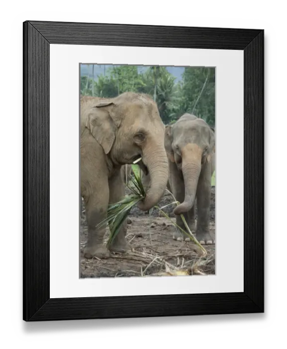 Framed Print : Asia, Sri Lanka Framed Print : Asia, Sri Lanka