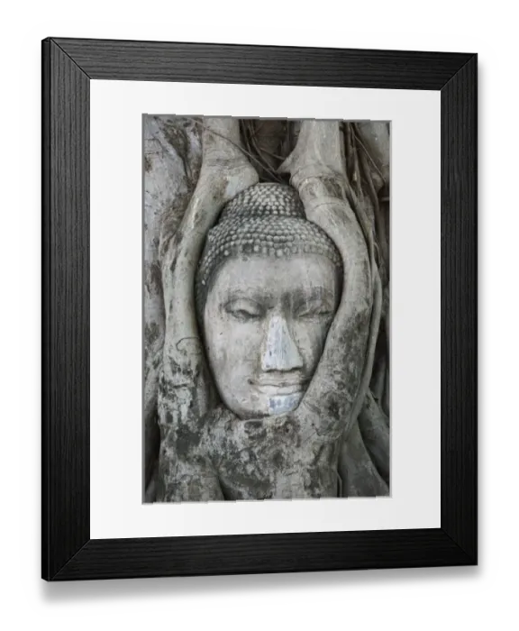 Framed Print : Sandstone head of Buddha surrounded by tree roots, Wat Yai Chaya Mongkol or The Great Framed Print : Sandstone head of Buddha surrounded by tree roots, Wat Yai Chaya Mongkol or The Great