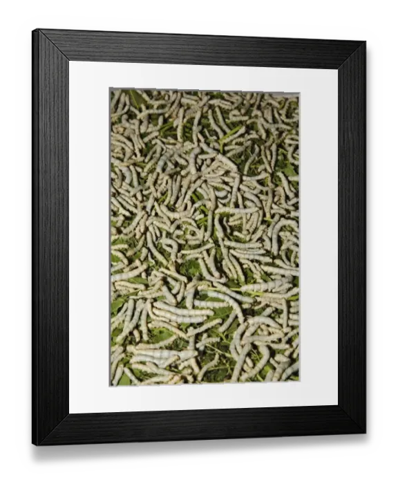 Framed Print : Asia, Thailand Framed Print : Asia, Thailand