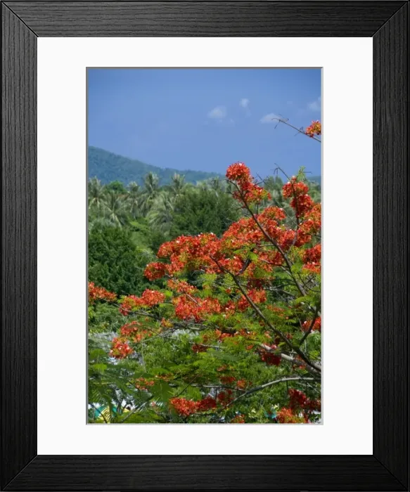 Framed Print : Thailand, Phuket. Thailands largest island. Lush tropical countryside views from Promthep Cape Framed Print : Thailand, Phuket. Thailands largest island. Lush tropical countryside views from Promthep Cape