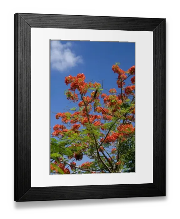 Framed Print : Thailand, Phuket. Thailands largest island. Promthep Cape, fire flame tree Framed Print : Thailand, Phuket. Thailands largest island. Promthep Cape, fire flame tree