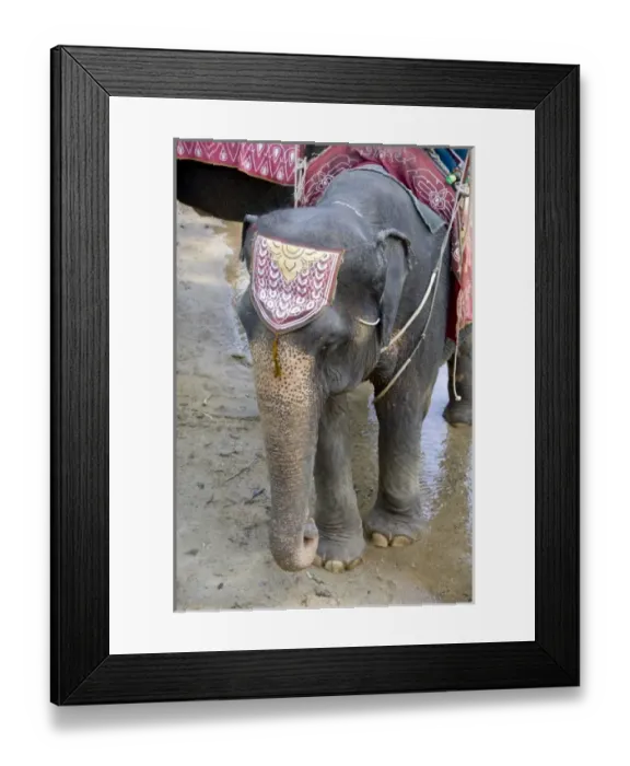 Framed Print : Asia, Thailand Framed Print : Asia, Thailand