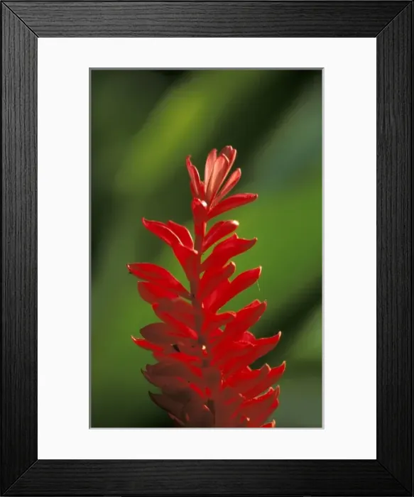 Framed Print : Thailand, Chiangmai. Wild Ginger Framed Print : Thailand, Chiangmai. Wild Ginger