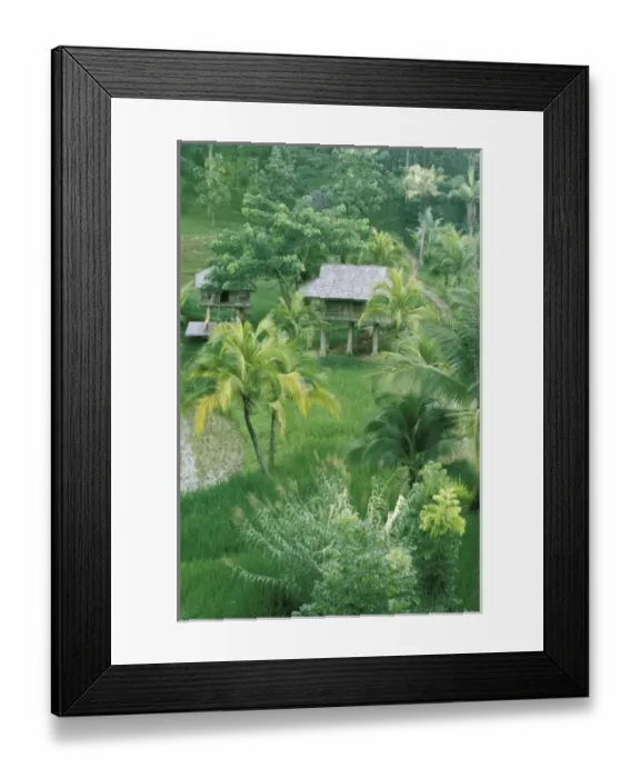 Framed Print : Thailand, Chiangmai. Rice paddies and palm trees Framed Print : Thailand, Chiangmai. Rice paddies and palm trees