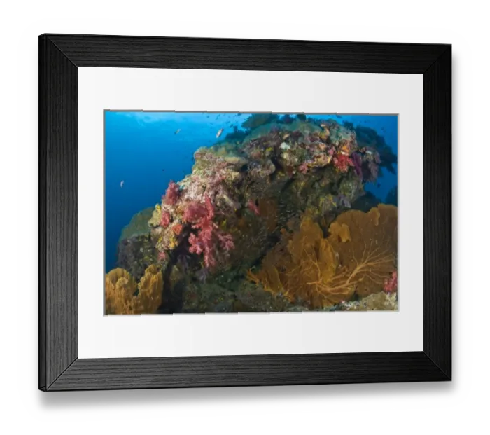 Framed Print : Scuba diving at Similan National Marine Park, just North of Phuket, Thailand, SE Asia