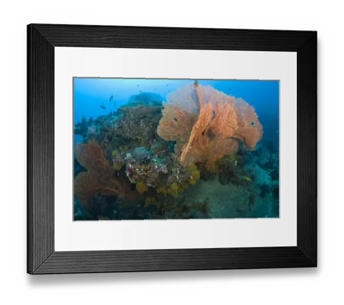 Framed Print : Scuba diving at Tachai Pinnacle, Similan National Marine Park, just North of Phuket