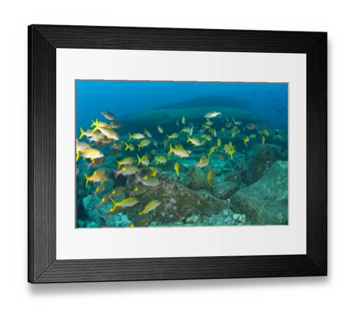 Framed Print : Schooling Bigeye Snappers (Lutjanus lutjanus), Similan National Marine Park, just North of Phuket Framed Print : Schooling Bigeye Snappers (Lutjanus lutjanus), Similan National Marine Park, just North of Phuket