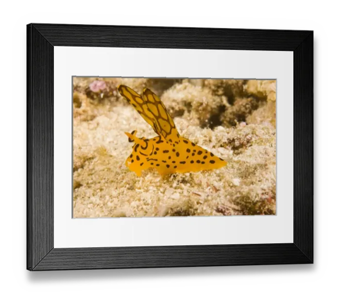 Framed Print : Asia, Thailand