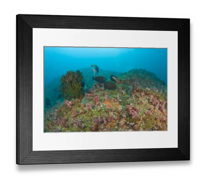 Framed Print : Scuba diving at Similan Islands Underwater Park, Thailand, SE Asia Framed Print : Scuba diving at Similan Islands Underwater Park, Thailand, SE Asia