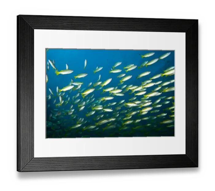 Framed Print : Schooling Bigeye Snappers (Lutjanus lutjanus), Richelieu Rock, Surin National Marine Park Framed Print : Schooling Bigeye Snappers (Lutjanus lutjanus), Richelieu Rock, Surin National Marine Park