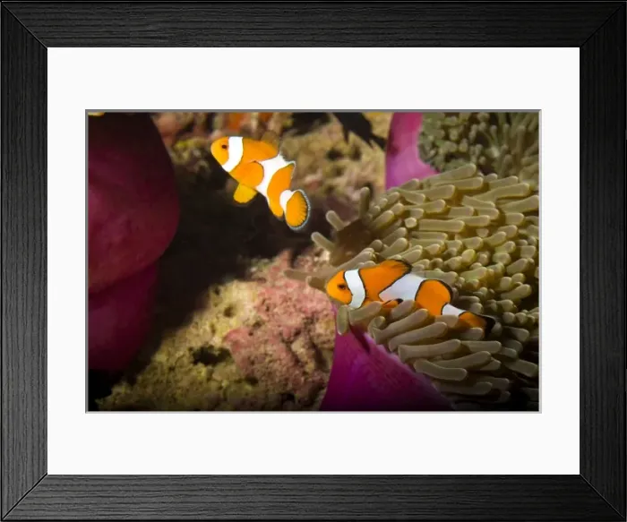 Framed Print : False Clown Anemonefish (Amphiprion ocellaris), Similan Islands National Marine Park