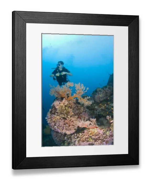 Framed Print : scuba divers at Similan Islands Underwater Park, Thailand, SE Asia (MR) Framed Print : scuba divers at Similan Islands Underwater Park, Thailand, SE Asia (MR)