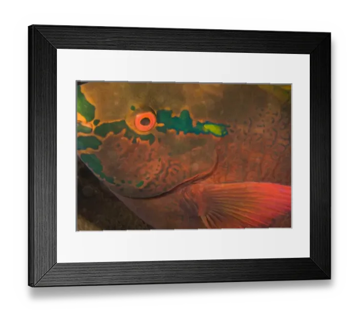 Framed Print : Parrotfish (Scarus sp. ) asleep at night, scuba diving at night at Koh Bon Bay, Similan