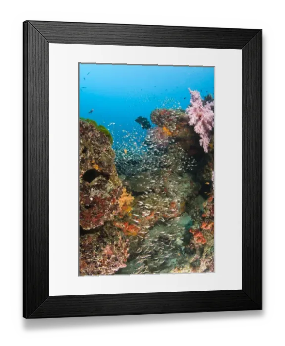 Framed Print : Scuba diving at Similan Islands Underwater Park, Thailand, SE Asia