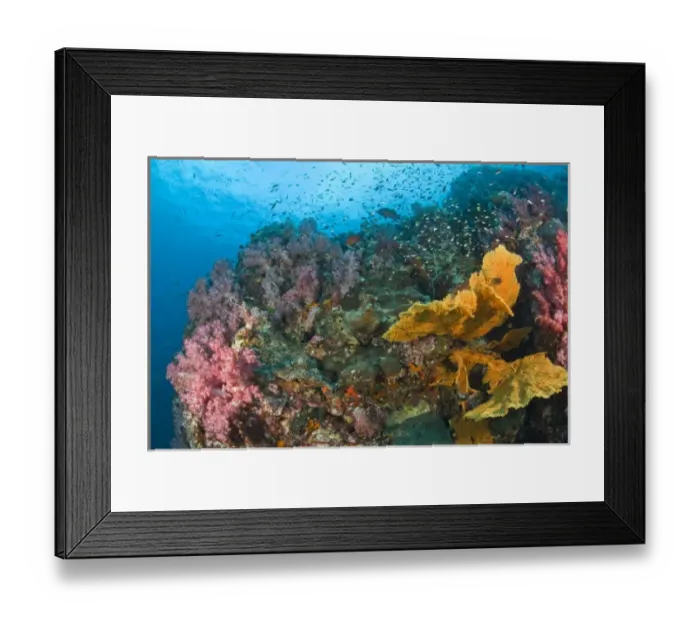 Framed Print : Scuba diving at Richelieu Rock, Mu Koh Surin National Marine Park, just North of Similan Islands Framed Print : Scuba diving at Richelieu Rock, Mu Koh Surin National Marine Park, just North of Similan Islands