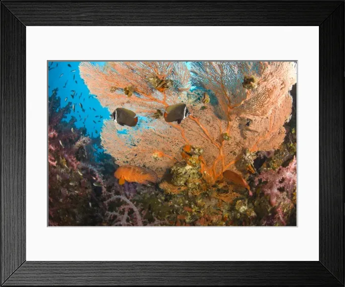 Framed Print : Collare Butterflyfish (Chaetodon collare), Scuba diving at Richelieu Rock, Mu Koh Framed Print : Collare Butterflyfish (Chaetodon collare), Scuba diving at Richelieu Rock, Mu Koh