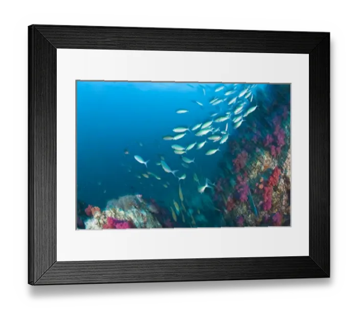 Framed Print : Schooling Lunar Fusiliers (Caesio lunaris), Richelieu Rock, Surin National Marine Park Framed Print : Schooling Lunar Fusiliers (Caesio lunaris), Richelieu Rock, Surin National Marine Park