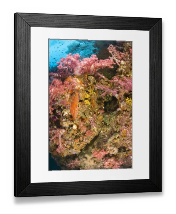 Framed Print : Scuba diving at Richelieu Rock, Mu Koh Surin National Marine Park, just North of Similan Islands