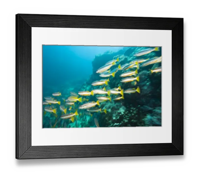 Framed Print : Schooling Bigeye Snappers (Lutjanus lutjanus), Richelieu Rock, Surin National Marine Park Framed Print : Schooling Bigeye Snappers (Lutjanus lutjanus), Richelieu Rock, Surin National Marine Park